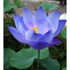 bunga lotus berwarna biru